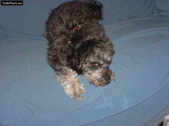 Foto del perro Teodoro