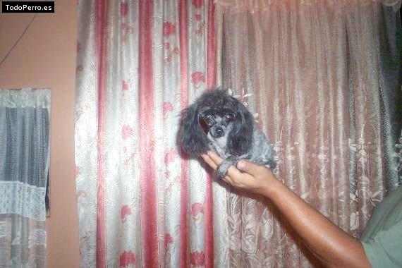 Foto del perro Nery