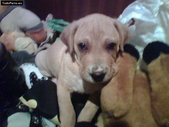 Foto del perro Sharp