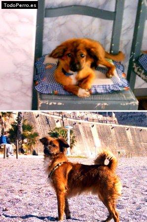 Foto del perro Budy antonio