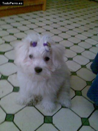 Foto del perro Candela