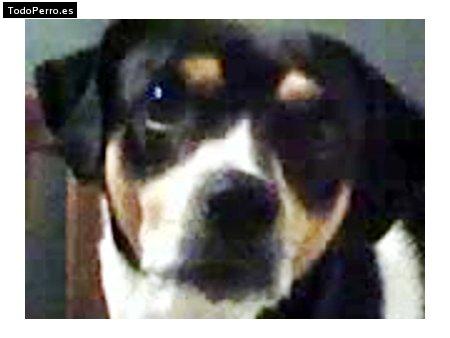 Foto del perro Tommy