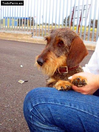 Foto del perro Lola