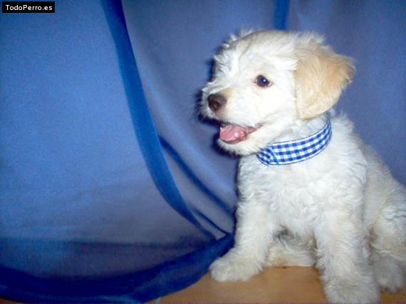 Foto del perro Tommy