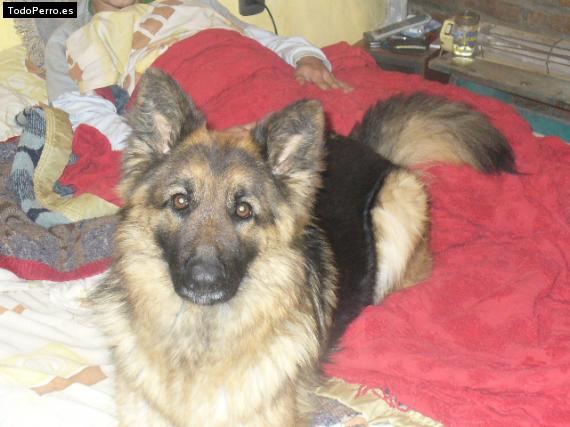 Foto del perro Bianca