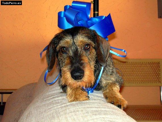 Foto del perro Charly