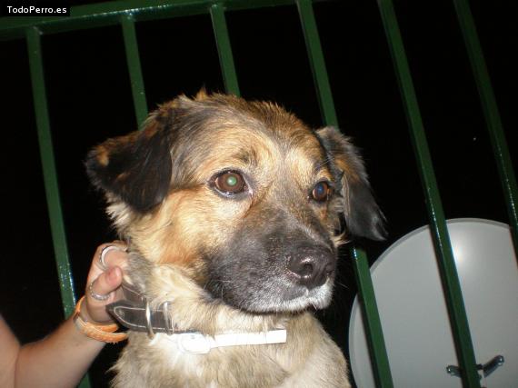 Foto del perro Turko