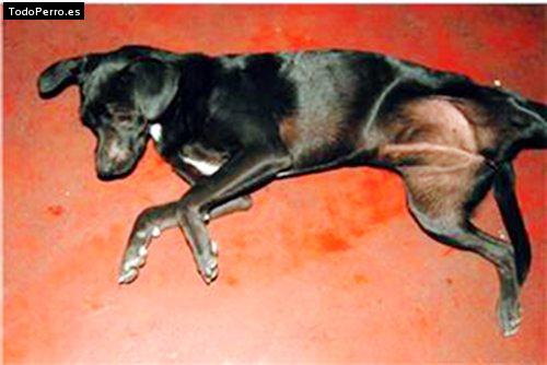 Foto del perro Negrita