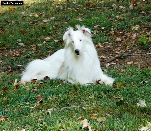 Foto del perro Zack