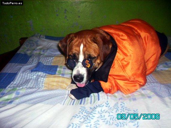 Foto del perro Danko jose