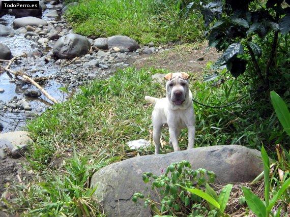 Foto del perro Natasha arias