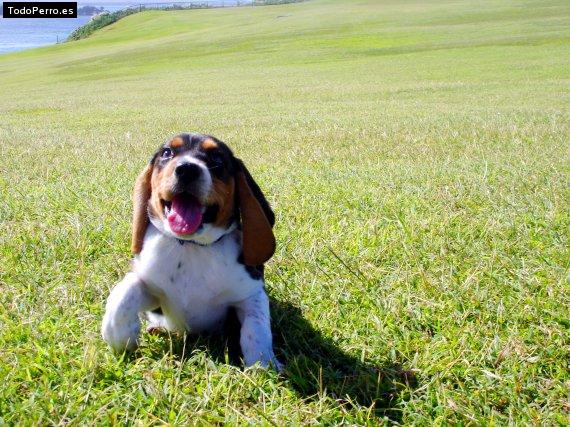 Foto del perro Diogo