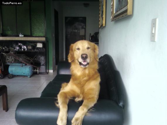 Foto del perro Golden