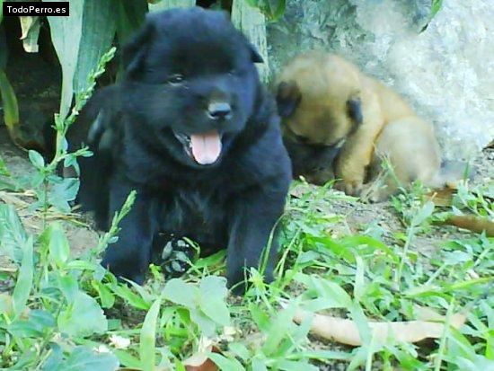 Foto del perro Beba