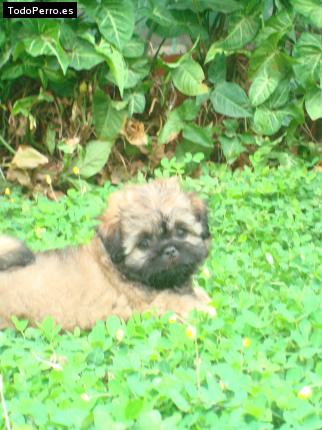 Foto del perro Cotti