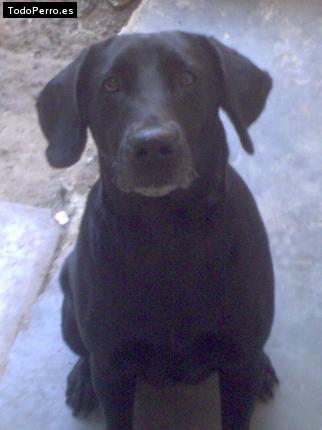 Foto del perro Negrita