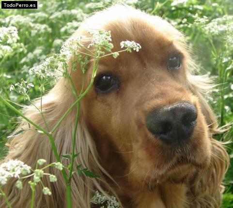 Foto del perro Cokis