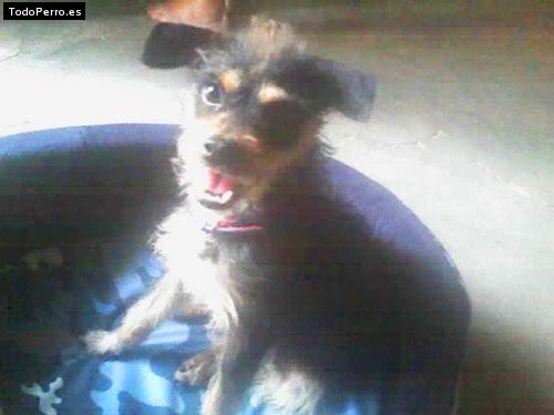 Foto del perro Tobias