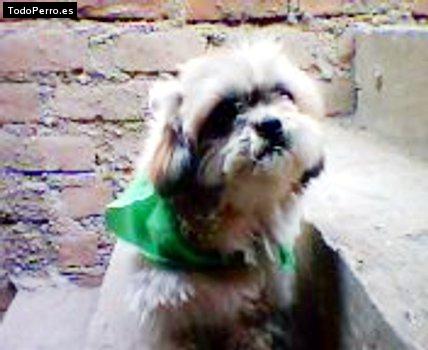 Foto del perro Chombo