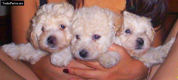 Foto del perro Canela, bebé oso y muñeca