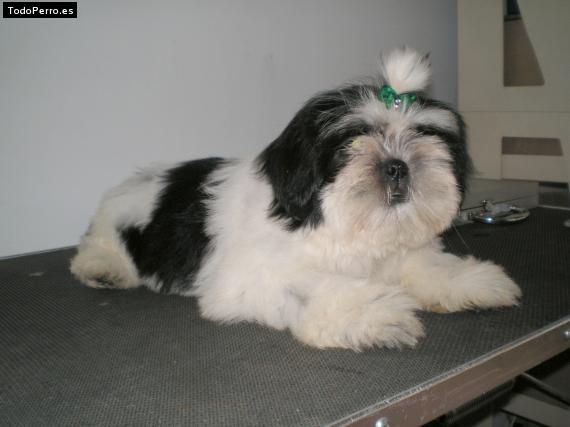 Foto del perro Brigit