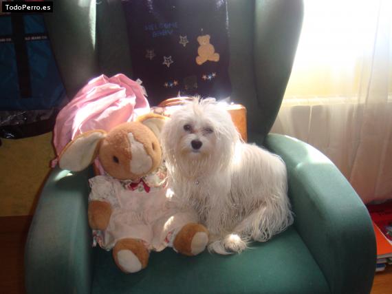 Foto del perro Roxy