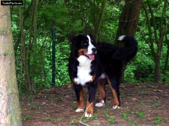 Foto del perro Mozart