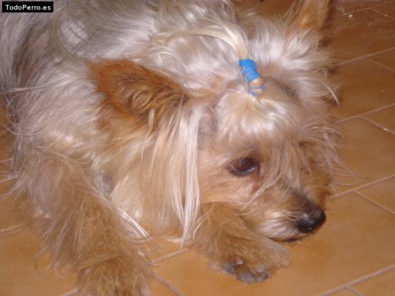 Foto del perro Bugsy