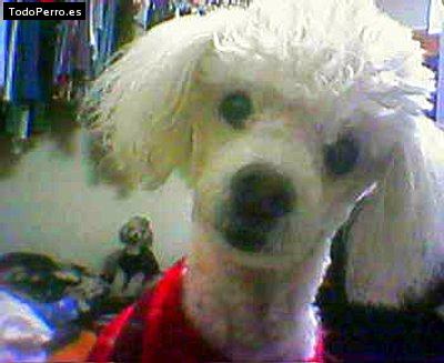 Foto del perro Brandy