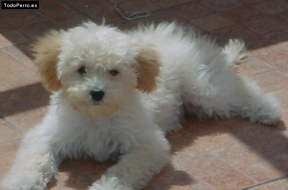 Foto del perro Sheila