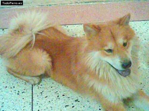 Foto del perro Cartoon