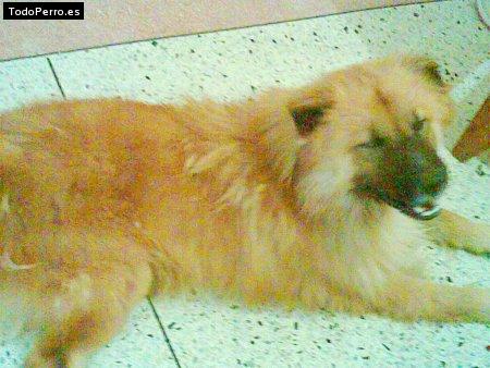 Foto del perro Bringer