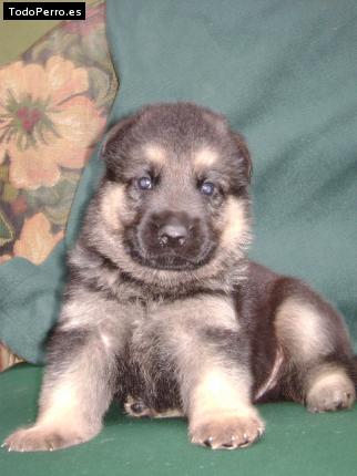 Foto del perro Bruce