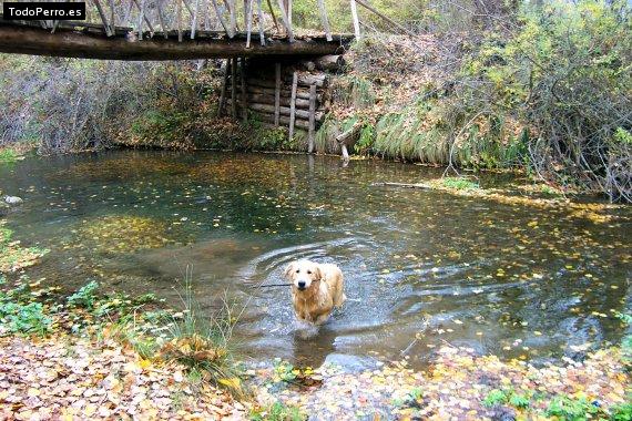 Foto del perro Pep