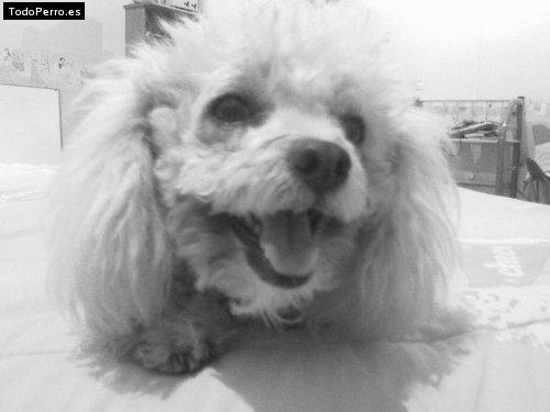 La foto del perro Junior Foto del perro Junior