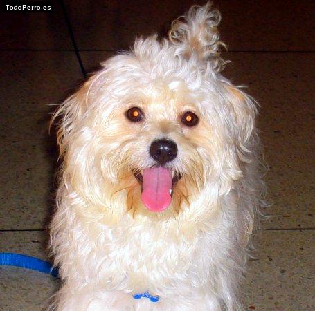 Foto del perro Boni