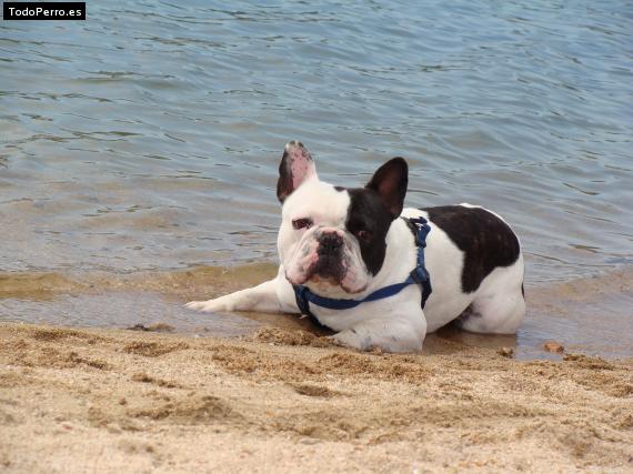 Foto del perro Gustavo