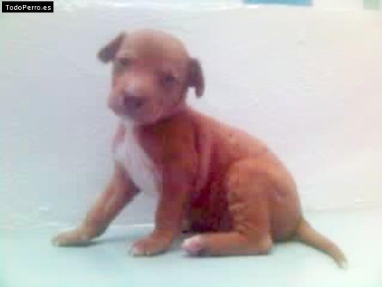 Foto del perro Chispi