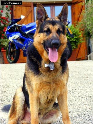Foto del perro Nuk
