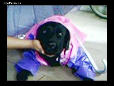 Foto del perro Negra