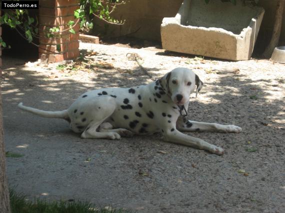 Foto del perro Odie