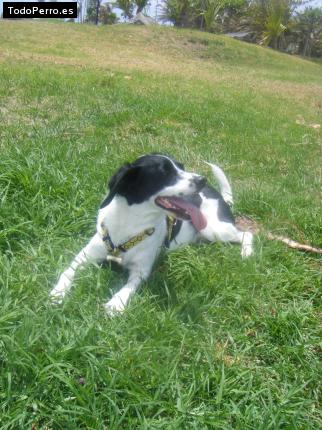 Foto del perro Rufo