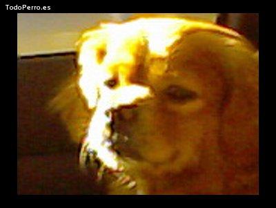 Foto del perro Teo