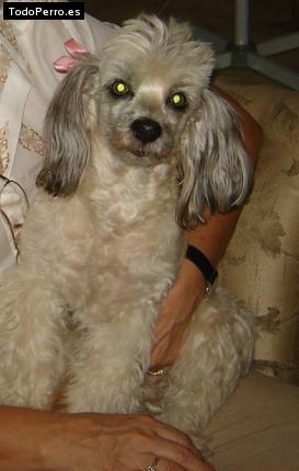 La foto del perro Candy Foto del perro Candy