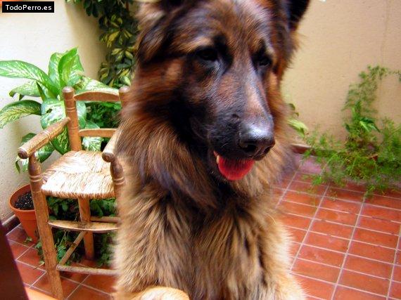 Foto del perro Betun