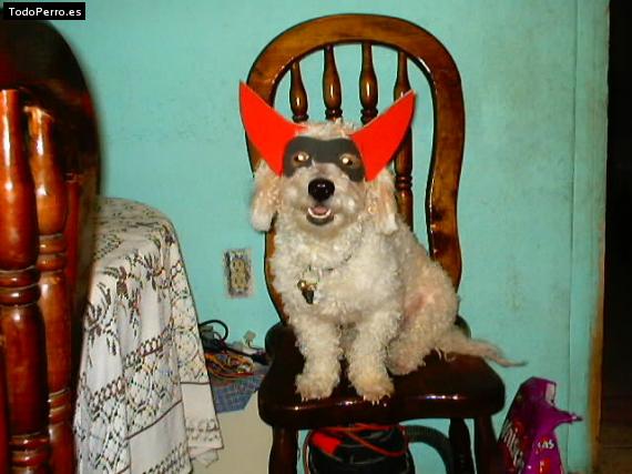 Foto del perro Chino