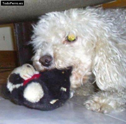 Foto del perro Twister