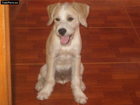 Foto del perro Tony