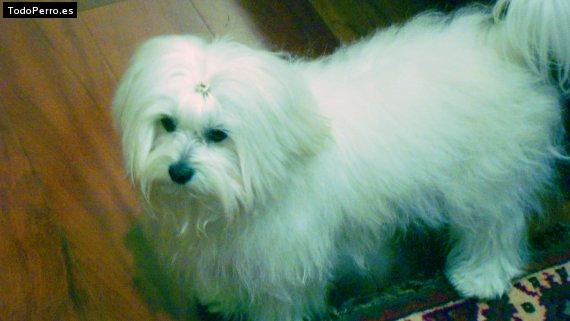 Foto del perro Teo