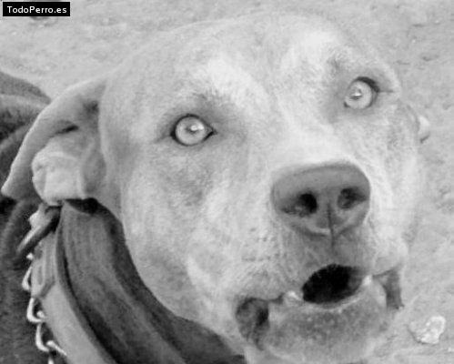 Foto del perro Samhu